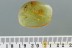 LADY BEETLE Coccinellidae Microweiseinae Large Wasp BALTIC AMBER 2956