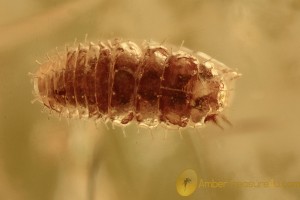 SCIRTIDAE LARVAE Well Preserved & Fly Genuine BALTIC AMBER 2955