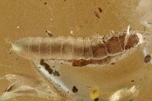 Great BEETLE LARVAE Tenebrionoide Inclusion Genuine BALTIC AMBER 2957