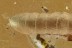 Great BEETLE LARVAE Tenebrionoide Inclusion Genuine BALTIC AMBER 2957