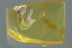 Great BEETLE LARVAE Tenebrionoide Inclusion Genuine BALTIC AMBER 2957