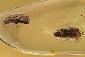 Pair of Well Preserved CLICK BEETLES Elateridae BALTIC AMBER 2958