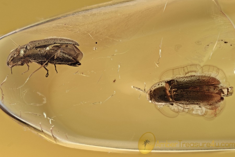 Pair of Well Preserved CLICK BEETLES Elateridae BALTIC AMBER 2958