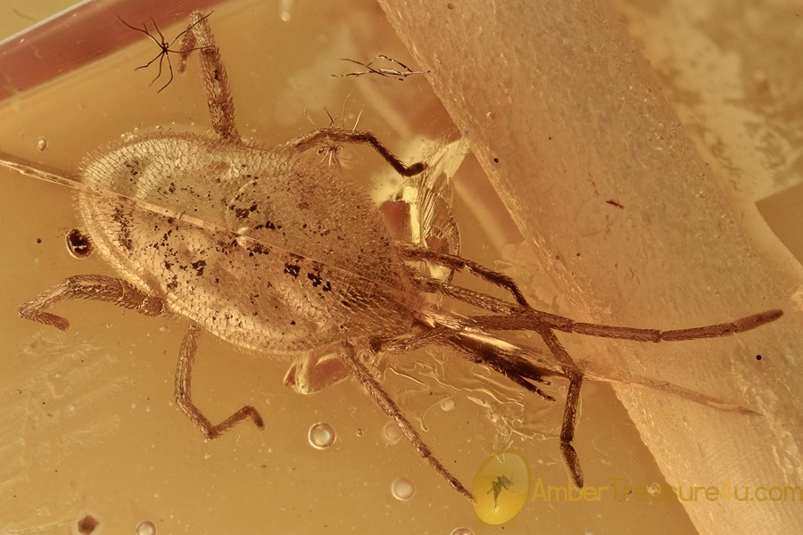 HUGE Erythraeoidea LONG-LEGGED VELVET MITE Fossil BALTIC AMBER 2962