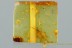 HUGE Erythraeoidea LONG-LEGGED VELVET MITE Fossil BALTIC AMBER 2962