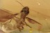 LARGE Termite MASTOTERMITIDAE Isoptera Genuine BALTIC AMBER 2963