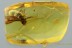 LARGE Termite MASTOTERMITIDAE Isoptera Genuine BALTIC AMBER 2963