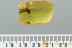 LARGE Termite MASTOTERMITIDAE Isoptera Genuine BALTIC AMBER 2963