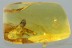 LARGE Termite MASTOTERMITIDAE Isoptera Genuine BALTIC AMBER 2963