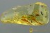 8 Biting Midges SUPERB TRIO Inclusion Genuine BALTIC AMBER 5.9g  2967