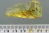 8 Biting Midges SUPERB TRIO Inclusion Genuine BALTIC AMBER 5.9g  2967