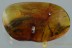 Extremely Rare AQUATIC LEAF BEETLE Donaciinae BALTIC AMBER 2970