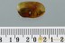 Extremely Rare AQUATIC LEAF BEETLE Donaciinae BALTIC AMBER 2970