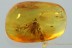 SUPERB Fulgoroidea PLANTHOPPER Inclusion Genuine BALTIC AMBER 2968