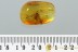 SUPERB Fulgoroidea PLANTHOPPER Inclusion Genuine BALTIC AMBER 2968