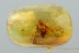 SUPERB Fulgoroidea PLANTHOPPER Inclusion Genuine BALTIC AMBER 2968