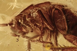 Large VELVET MITE & Great COCKROACH Fossil Genuine BALTIC AMBER 2969