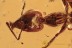 GESOMYRMECINAE Ant & Flies Fossil Inclusion Genuine BALTIC AMBER 2964