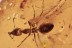 GESOMYRMECINAE Ant & Flies Fossil Inclusion Genuine BALTIC AMBER 2964