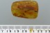 GESOMYRMECINAE Ant & Flies Fossil Inclusion Genuine BALTIC AMBER 2964