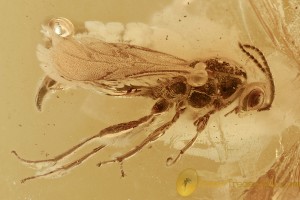 Nice DIAPRIIDAE Wasp Fossil Inclusion Genuine BALTIC AMBER 2965