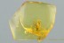 Nice DIAPRIIDAE Wasp Fossil Inclusion Genuine BALTIC AMBER 2965