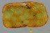 EOHELEA Rare Biting Midge Fossil Genuine BALTIC AMBER 2972