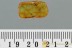 EOHELEA Rare Biting Midge Fossil Genuine BALTIC AMBER 2972