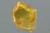 EOHELEA Biting Midge Fossil Genuine BALTIC AMBER 2973