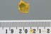 EOHELEA Biting Midge Fossil Genuine BALTIC AMBER 2973