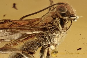 PERFECTLY Preserved Huge BRACONID WASP Braconidae BALTIC AMBER 2975