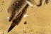 PERFECTLY Preserved Huge BRACONID WASP Braconidae BALTIC AMBER 2975