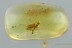 PERFECTLY Preserved Huge BRACONID WASP Braconidae BALTIC AMBER 2975