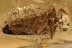 CERCOPOIDEA Great FROGHOPPER & False Darkling Beetle BALTIC AMBER 2976