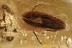 CERCOPOIDEA Great FROGHOPPER & False Darkling Beetle BALTIC AMBER 2976
