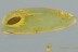 Perfectly Preserved LEAF Fossil Inclusion Genuine BALTIC AMBER 2974