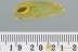 Perfectly Preserved LEAF Fossil Inclusion Genuine BALTIC AMBER 2974