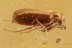 SUPERB False Flower Beetle SCRAPTIIDAE Genuine BALTIC AMBER 2979