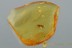 SUPERB False Flower Beetle SCRAPTIIDAE Genuine BALTIC AMBER 2979