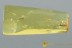 Nice EUCNEMIDAE False Click Beetle Fossil Genuine BALTIC AMBER 2980