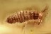 SCYDMAENINAE LARVAE Rare Ant-like Stone Beetle BALTIC AMBER 2982