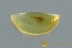 SCYDMAENINAE LARVAE Rare Ant-like Stone Beetle BALTIC AMBER 2982