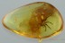 Large Nice SPIDER Araneae Fossil Inclusion Genuine BALTIC AMBER 2990