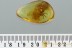 Large Nice SPIDER Araneae Fossil Inclusion Genuine BALTIC AMBER 2990