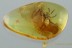 Large Nice SPIDER Araneae Fossil Inclusion Genuine BALTIC AMBER 2990