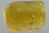 All Piece Filled with COBWEB & Insect Inclusion BALTIC AMBER 4.5g 2984