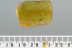 All Piece Filled with COBWEB & Insect Inclusion BALTIC AMBER 4.5g 2984