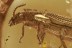 SUPERB Ironclad Beetle XYLOLAEMUS Zopheridae Fossil BALTIC AMBER 2989