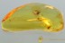 Spread Wings PLANTHOPPER Fulgoroidea & More BALTIC AMBER 6g 2983