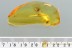 Spread Wings PLANTHOPPER Fulgoroidea & More BALTIC AMBER 6g 2983